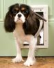 Petsafe Plastic Dog Door