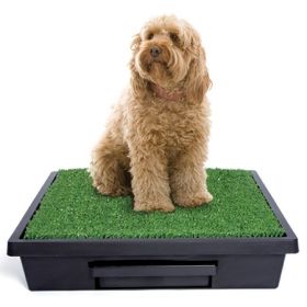 Petsafe Pet Loo Dog Potty Training System (Option: Large  Pwm0014499)